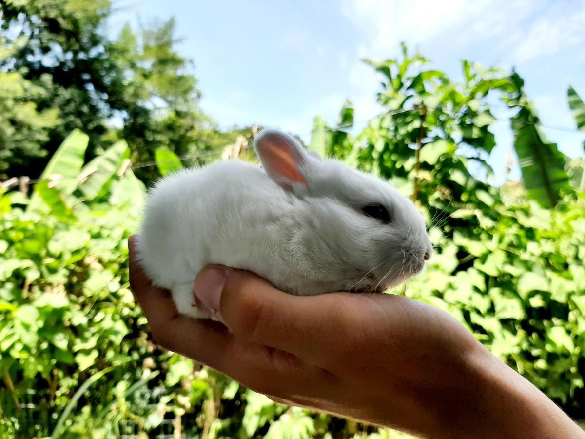 Fazendinha Paraiso Lumiar Bagian luar foto